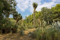 Cactus Plants Landscape