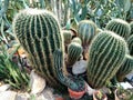 Cactus plants at the local botanical garden Royalty Free Stock Photo
