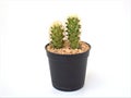 Cactus plants  Mammillaria elongata ,Kopper king cactus in black pot isolated on white background ,macro image Royalty Free Stock Photo
