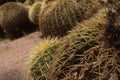 Cactus plants with many thorns on the ground in the garden decorating