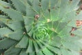 Cactus plants natures spikes and symmetric growth