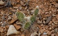 Cactus plants, Opuntia polyacantha in Little Wild Horse Canyon. San Rafael Swell, Utah Royalty Free Stock Photo