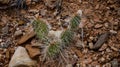 Cactus plants, Opuntia polyacantha in Little Wild Horse Canyon. San Rafael Swell, Utah Royalty Free Stock Photo