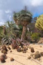 Cactus plants in Parque la Paloma beautiful park and green space Benalmadena, Spain,