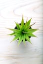 cactus plants or plastic or fake tree. green succulent top view. Copy space