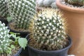 Cactus plants in pots arranged in the garden