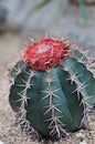 Cactus Plants with red flower Royalty Free Stock Photo