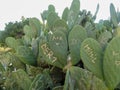 Cactus plants showing damage from vandalism and graffiti where people have carved initials and symbols onto their surface Royalty Free Stock Photo