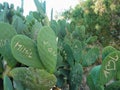 Cactus plants showing damage from vandalism and graffiti where people have carved initials and symbols onto their surface Royalty Free Stock Photo