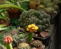 Cactus plants side view photo. Blooming cactus on rock wall.