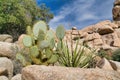 Cactus plants and trees against rocks at sunny Joshua Tree National Park Royalty Free Stock Photo