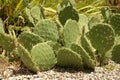 Cactus plants in tropical garden