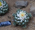 Cactus Plants with yellow flower Royalty Free Stock Photo