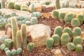 Cactus Royalty Free Stock Photo