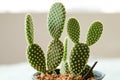 cactus in plastic pot
