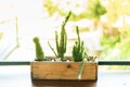 The cactus in the plastic pot put in a wooden stand placed on a wooden table with overexposure lighting