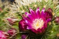 Cactus flower at close