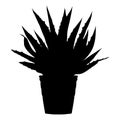 Cactus - aloe - succulent in flowerpot black silhouette