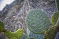 Cactus in the port on Ligurian coast 2