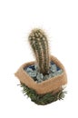 Cactus in a pot Royalty Free Stock Photo