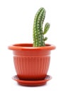 Cactus Pot Royalty Free Stock Photo
