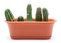 Cactus Pot Royalty Free Stock Photo