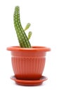 Cactus Pot Royalty Free Stock Photo