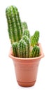 Cactus Pot Royalty Free Stock Photo