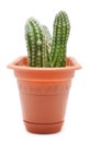 Cactus Pot Royalty Free Stock Photo