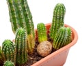 Cactus Pot Royalty Free Stock Photo