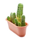 Cactus Pot Royalty Free Stock Photo