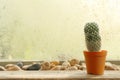 Cactus Royalty Free Stock Photo
