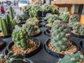 Cactus in pot