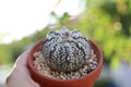Cactus pot with a bokeh background Royalty Free Stock Photo