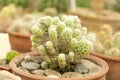 Cactus in a pot.