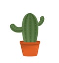 Cactus in the pot