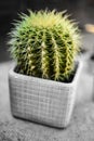 Cactus In Pot Close Up