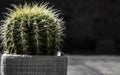 Cactus In Pot Close Up