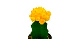 cactus in pot with cute yellow petal trendy style minimalism above white background