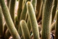 Cactus in pot Royalty Free Stock Photo