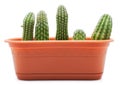 Cactus Pot Royalty Free Stock Photo