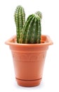 Cactus Pot Royalty Free Stock Photo