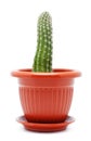 Cactus Pot Royalty Free Stock Photo