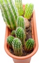 Cactus Pot Royalty Free Stock Photo
