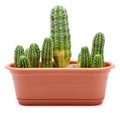 Cactus Pot Royalty Free Stock Photo