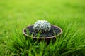 Cactus in pot on green garden ground.