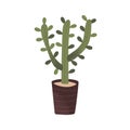 Cactus in pot. Green prickly house plant growing in planter. Tropical houseplant. Home and office interior decoration
