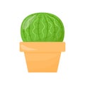Cactus in a pot. A green succulent. Flat cartoon illustration isolated on a white background.