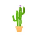 Cactus in a pot. A green succulent with a pink flower. Flat cartoon illustration isolated on a white background. Royalty Free Stock Photo