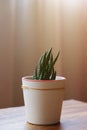 Cactus in a pot, home decor concept with copy space